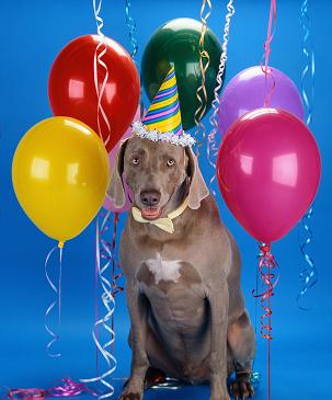 party-dog-303x365